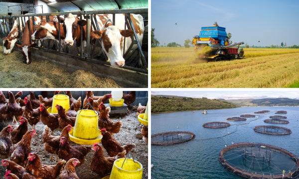 AI Productivity Roadmap for Agro-Food