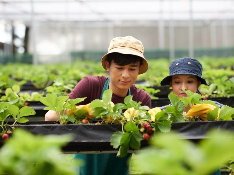 headshot-two-gardeners-harvesting-strawberries-greenhouse