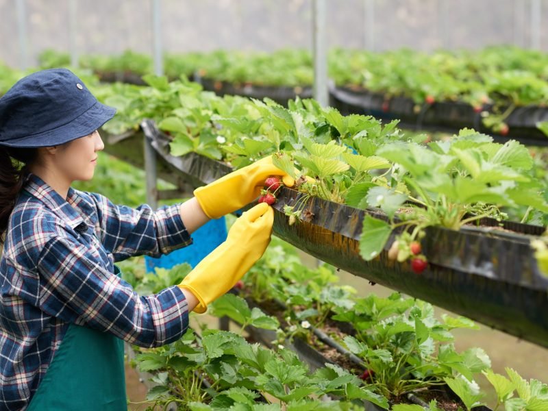 side-view-female-farmer-harvesting-strawberry-commercial-greenhouse