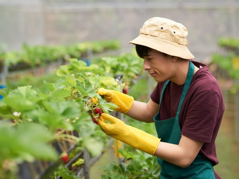 side-view-man-gardening-outfit-gathering-strawberries-grown-greenhouse