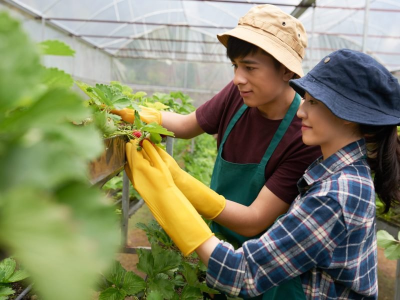 side-view-two-young-farmers-cultivating-strawberry-greenhouse